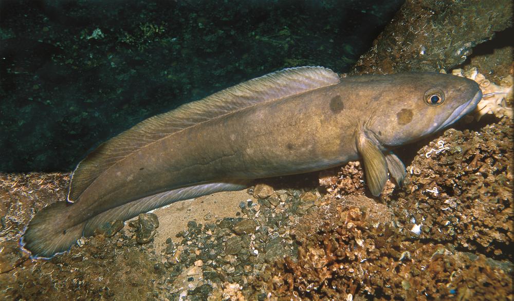 внешний вид морского налима