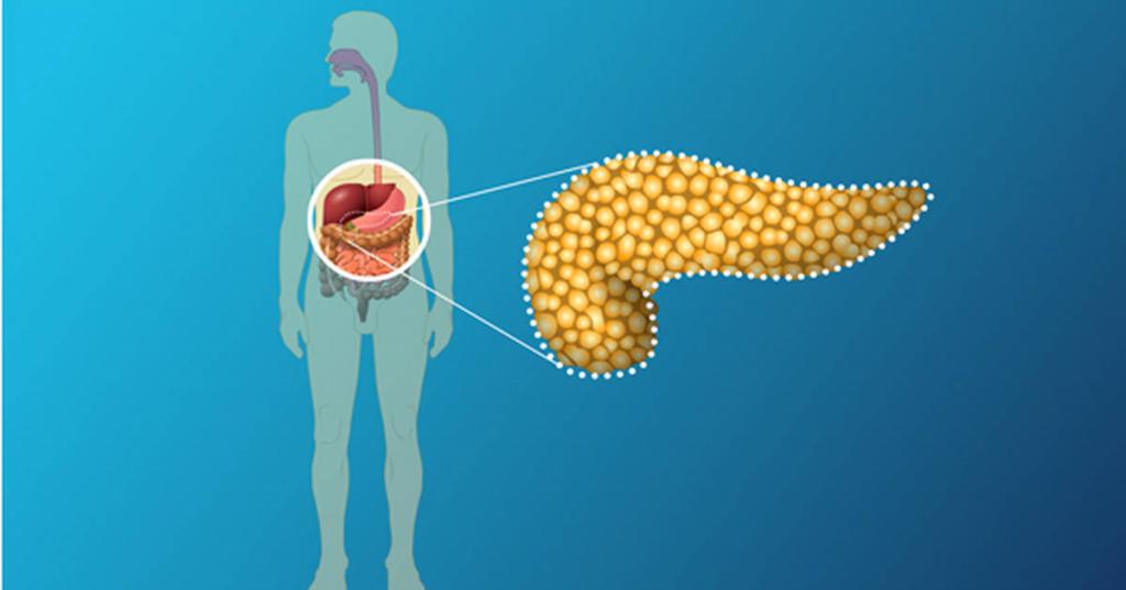 поджелудочная железа человека