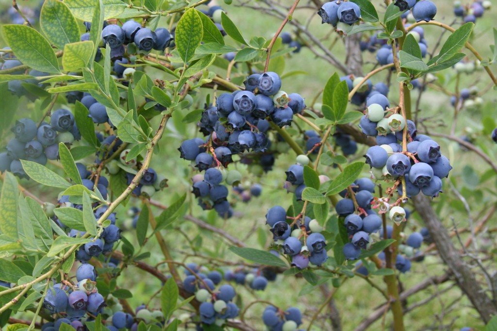 Придирчивая культура