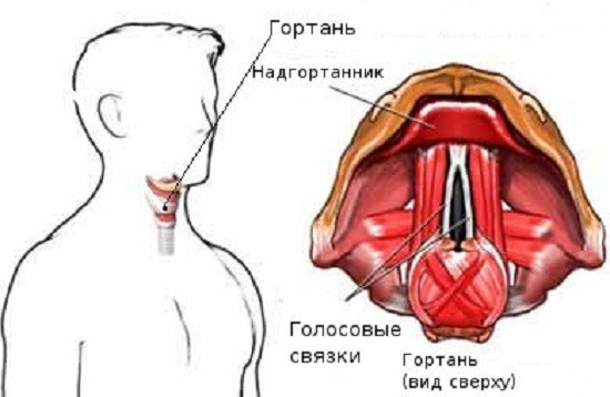 гортань человека