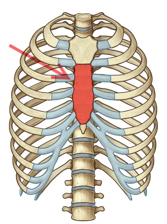 Тело грудины