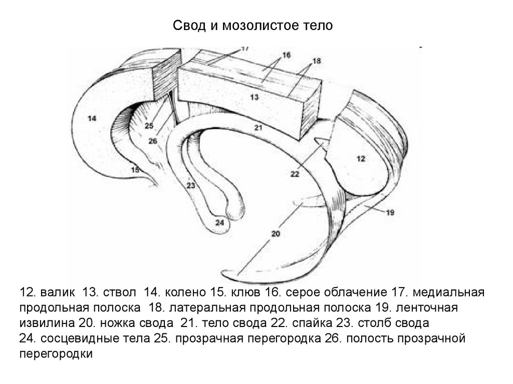 строение мозолистого тела