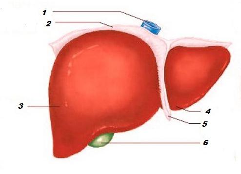сегментарное строение печени