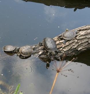 водяные черепахи