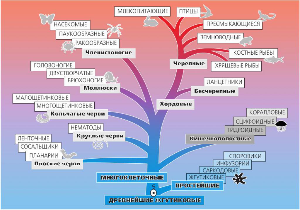 Таблица классификации организмов