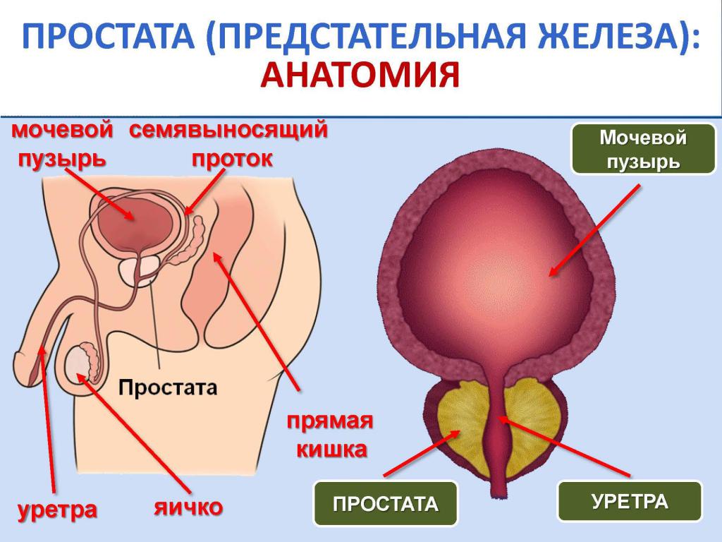 Строение простаты