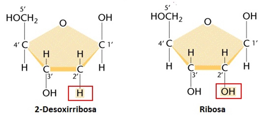 Рибоза и дезоксирибоза