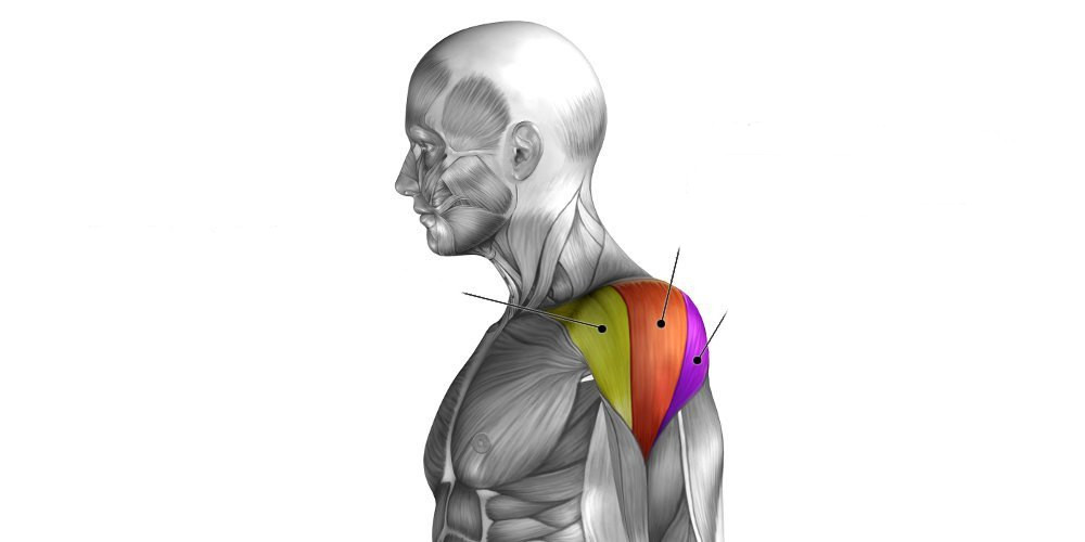Дельтовидные мышцы